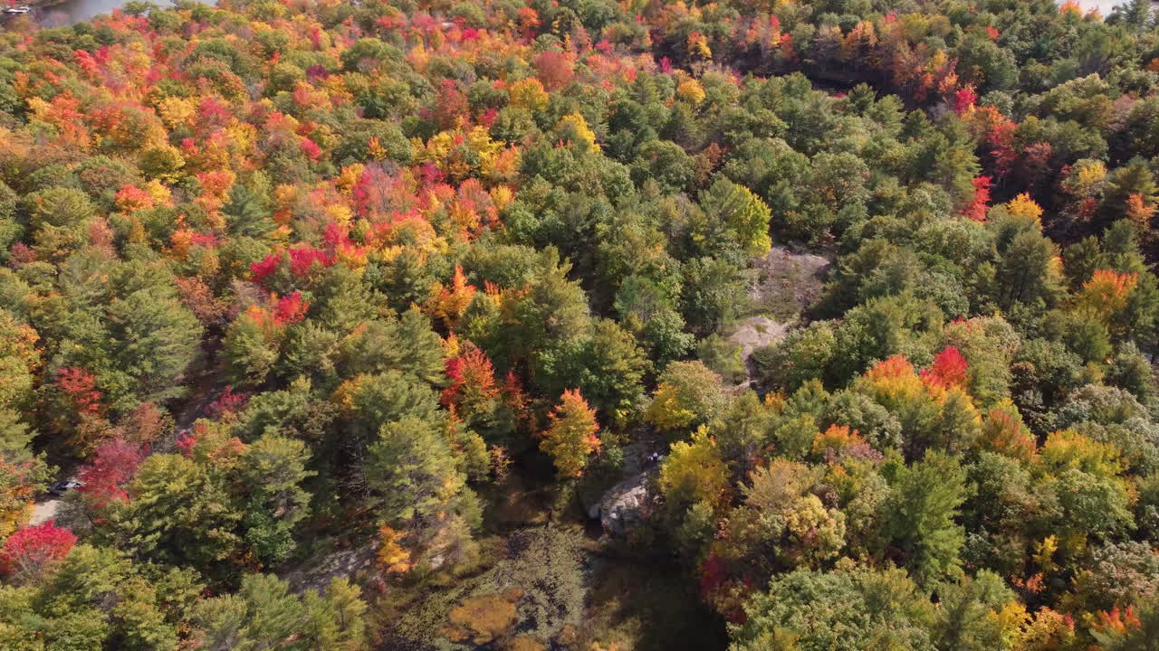 High angle view of autumn colour deciduous trees in forest
