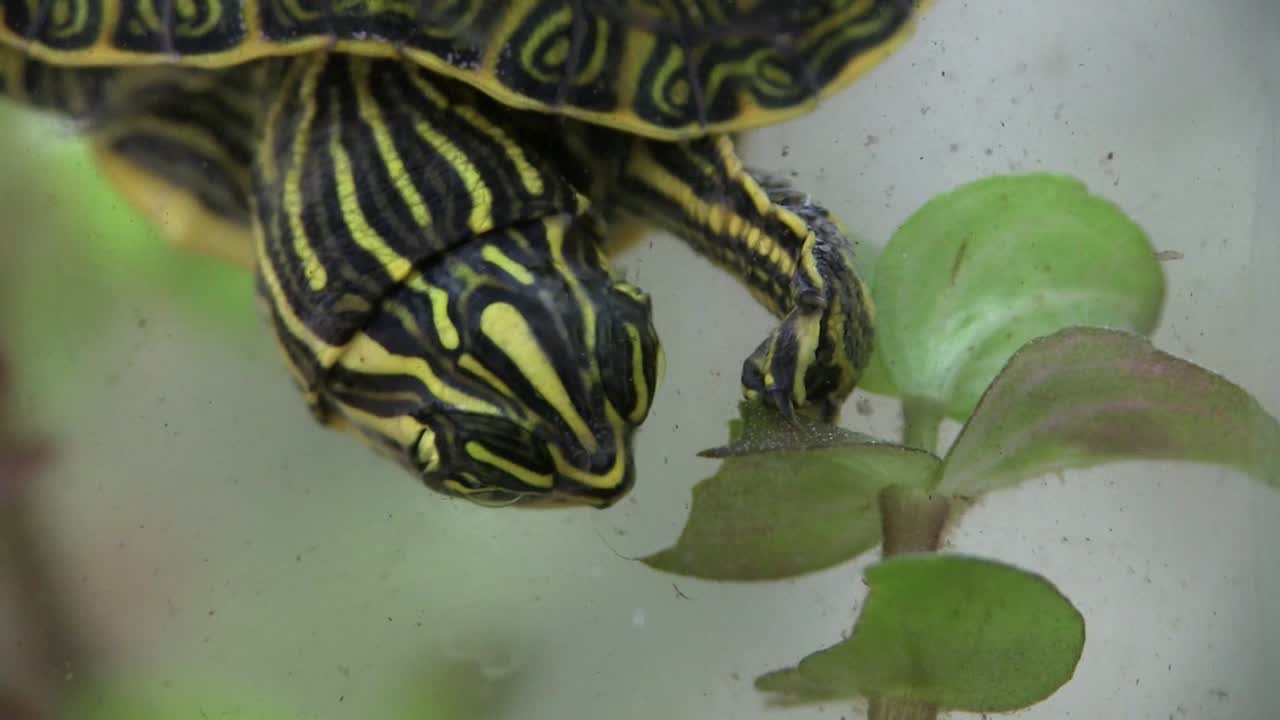 민물 거북은 물속에서 먹는다
