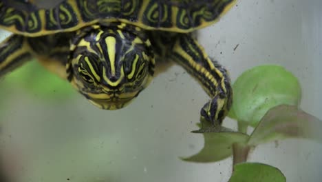 Una-Tortuga-De-Agua-Dulce-Come-Bajo-El-Agua