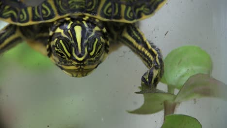 una tortuga de agua dulce come bajo el agua