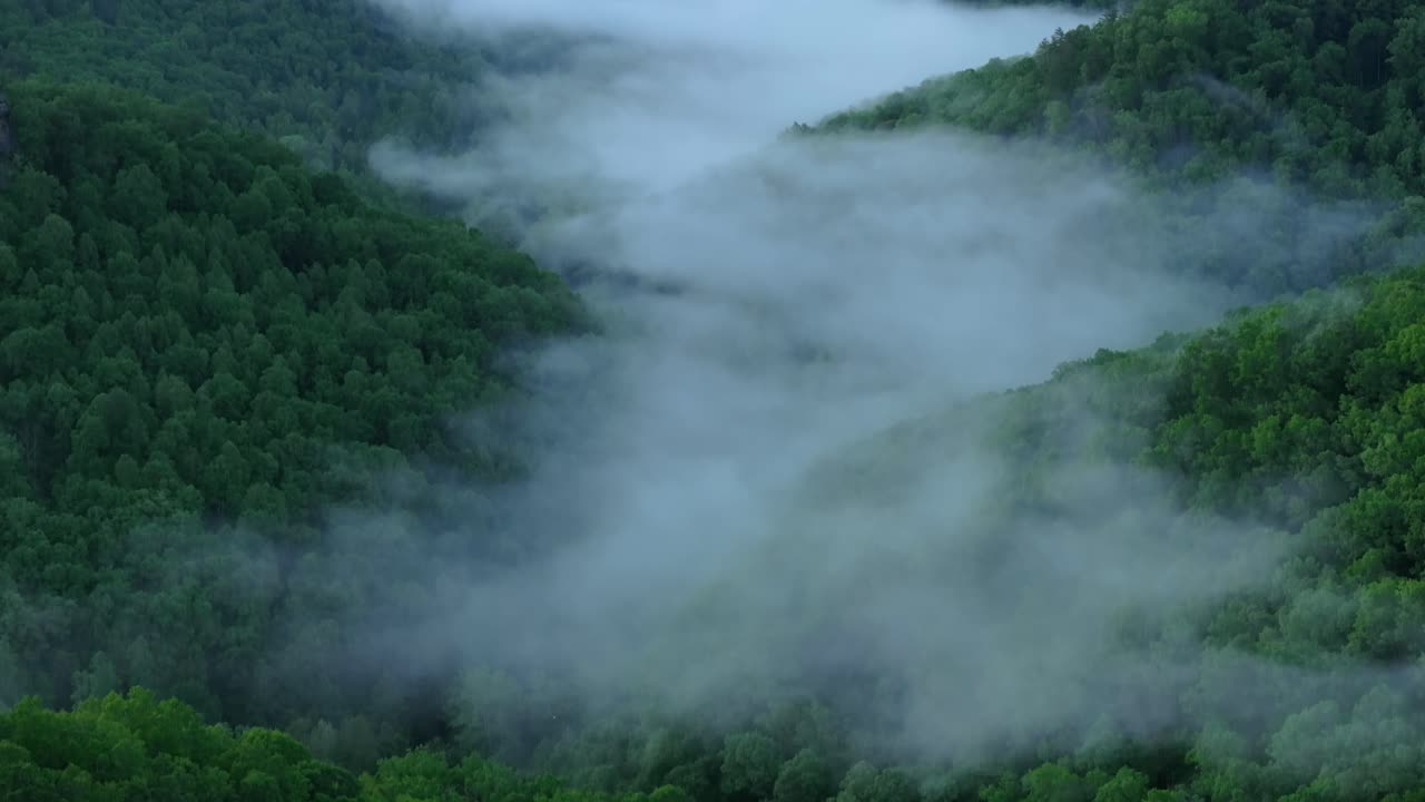 Fog over lush forest in Red River Gorge, Kentucky, serene atmosphere