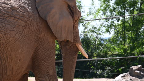 Zoologischer-Park-In-Frankreich:-Ein-Alter-Elefant-In-Einem-Zoo-Steht-Unter-Der-Sonne