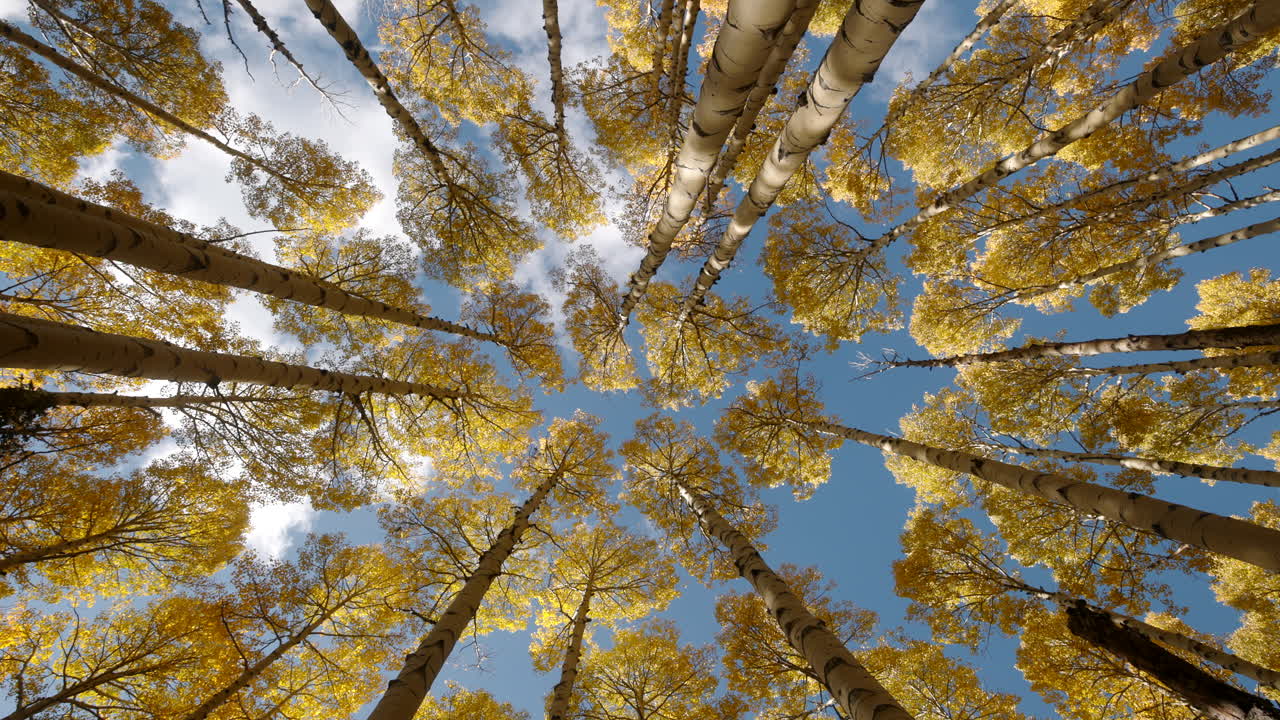 mirando hacia el denso dosel del árbol de aspen oscilando con hojas amarillas en los colores de otoño pico
