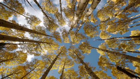 looking up to dense aspen tree canopy swaying with yellow leaves at peak fall colors