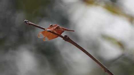 Libelle-Wartet-Auf-Hebel-