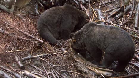 two black bears eating in the rain