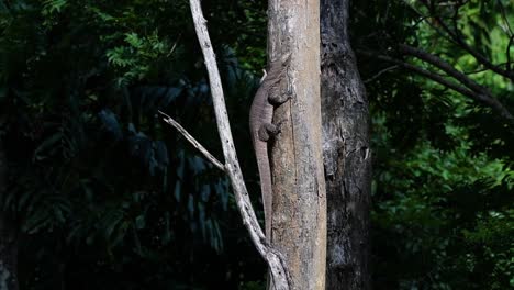 El-Lagarto-Monitor-Nublado-Se-Encuentra-En-Tailandia-Y-Otros-Países-De-Asia