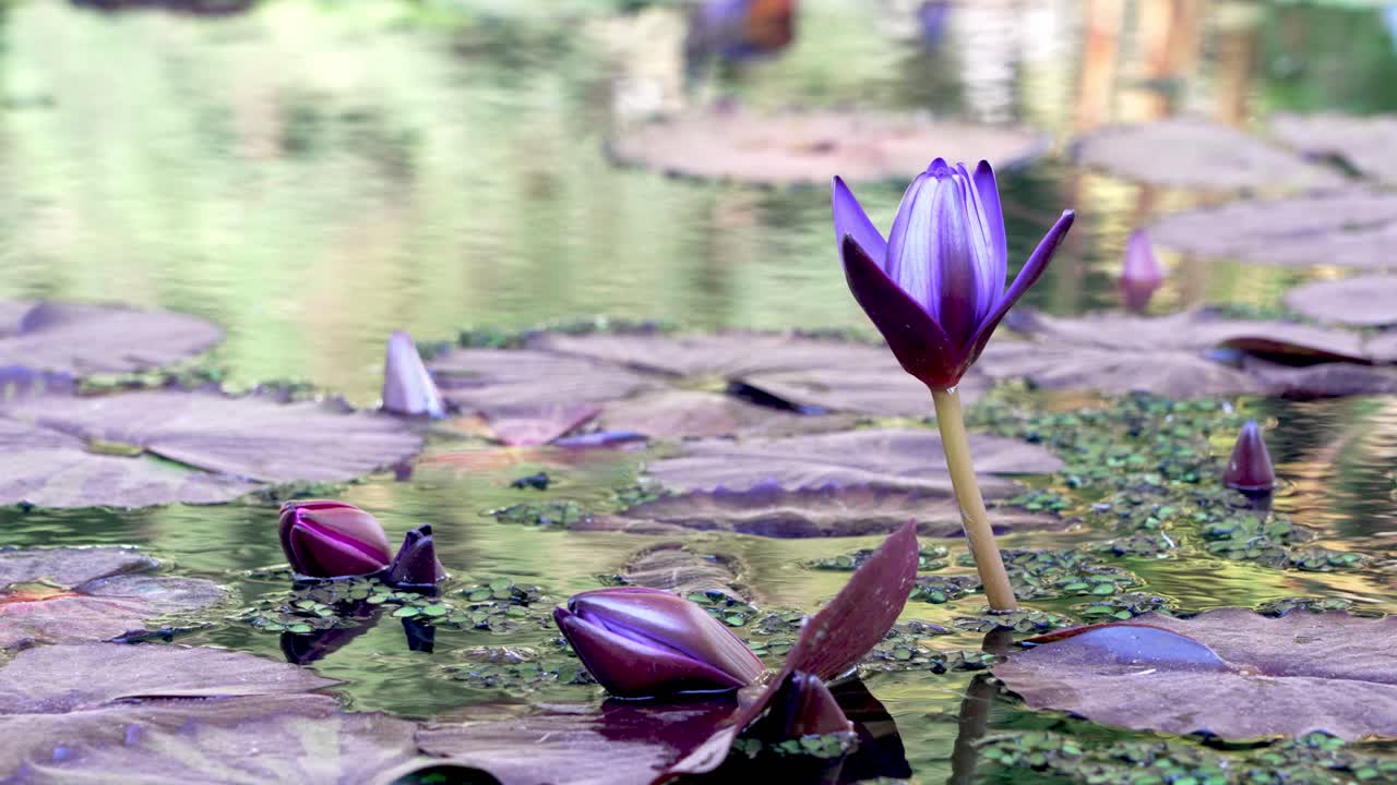 lirio de agua púrpura que florece en los jardines botánicos de buenos aires