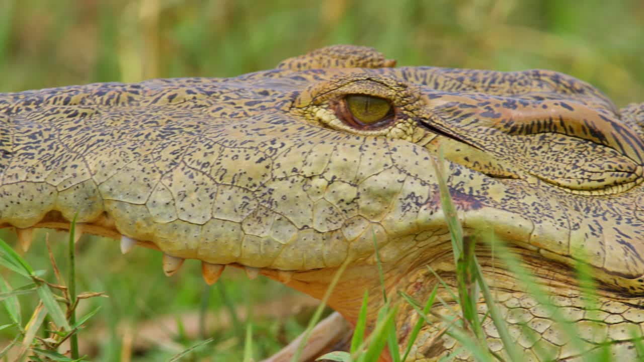 Nile Crocodile's Head With Mouth Open In The Grassy Field In Murchison Falls National Park, Uganda. - closeup shot