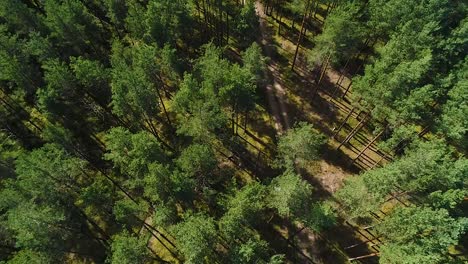 Bunte-Saisonale-Wälder-Im-Herbst-Fallen-Aus-Der-Luft