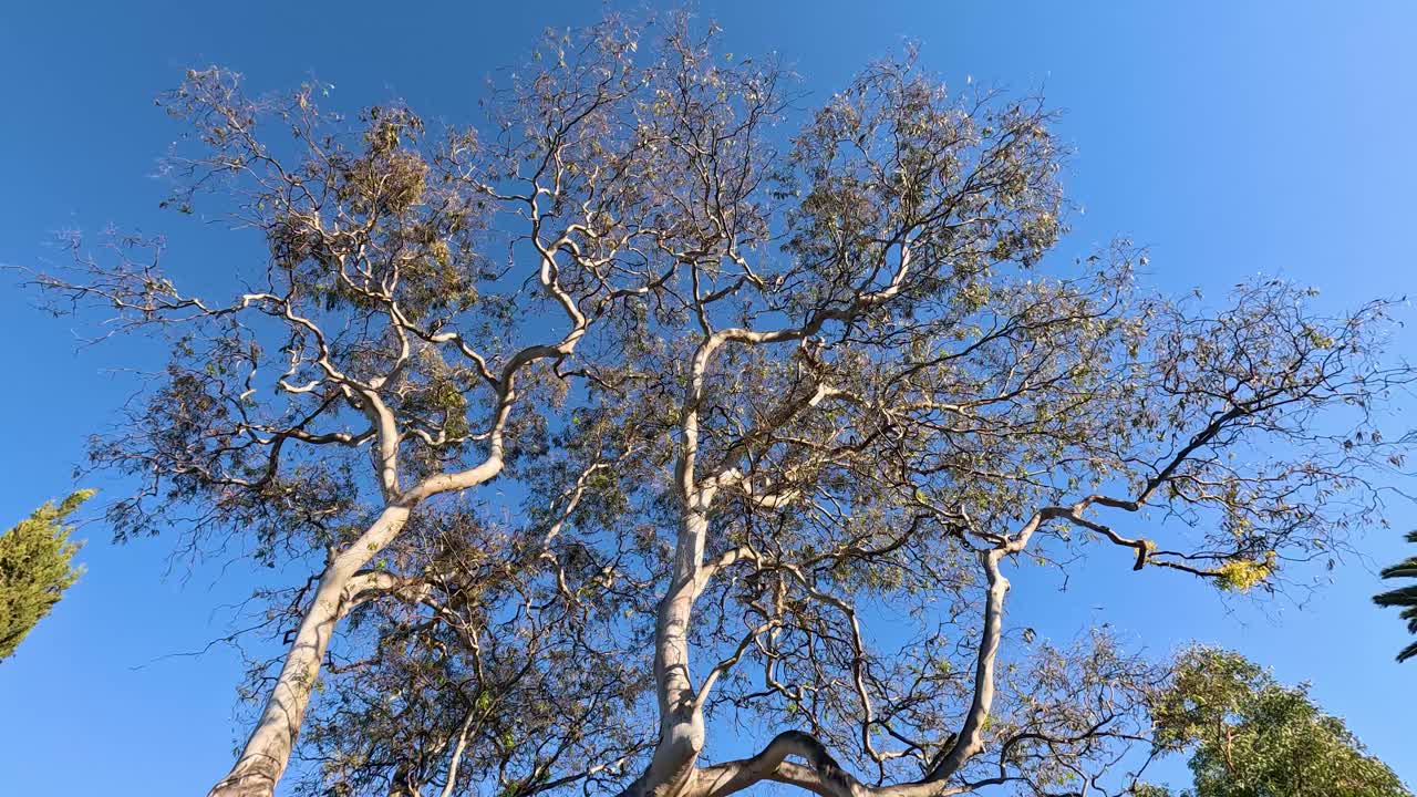 Gum tree swaying in the wind, clear sky