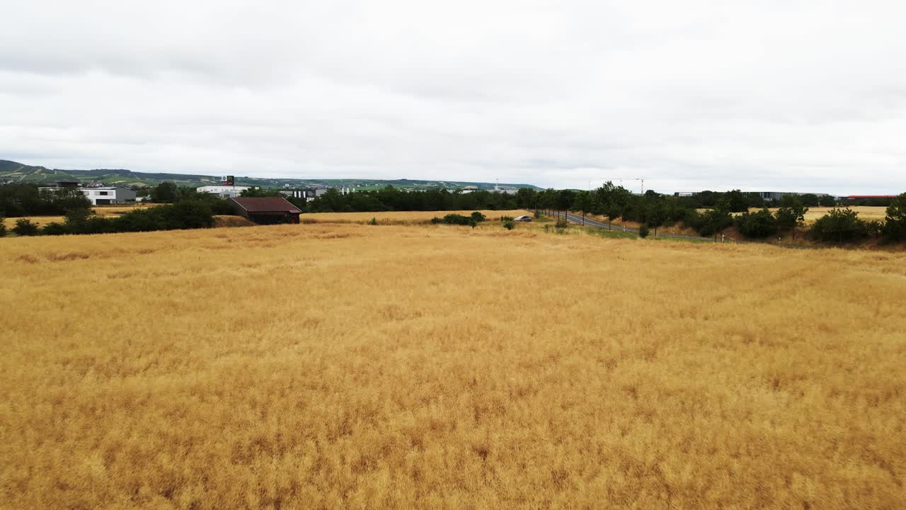 aéreo: volar sobre un enorme campo de maíz en la zona rural de alemania