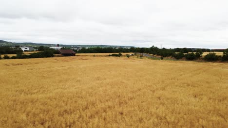 aerial: fly over a huge cornfield in rural germany