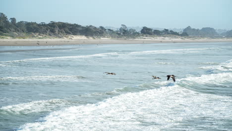 Brown-Pelicans-flying-out-to-sea-to-hunt---slow-motion-seascape-on-a-misty-morning