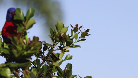 vibrant parrots interacting amidst lush green foliage