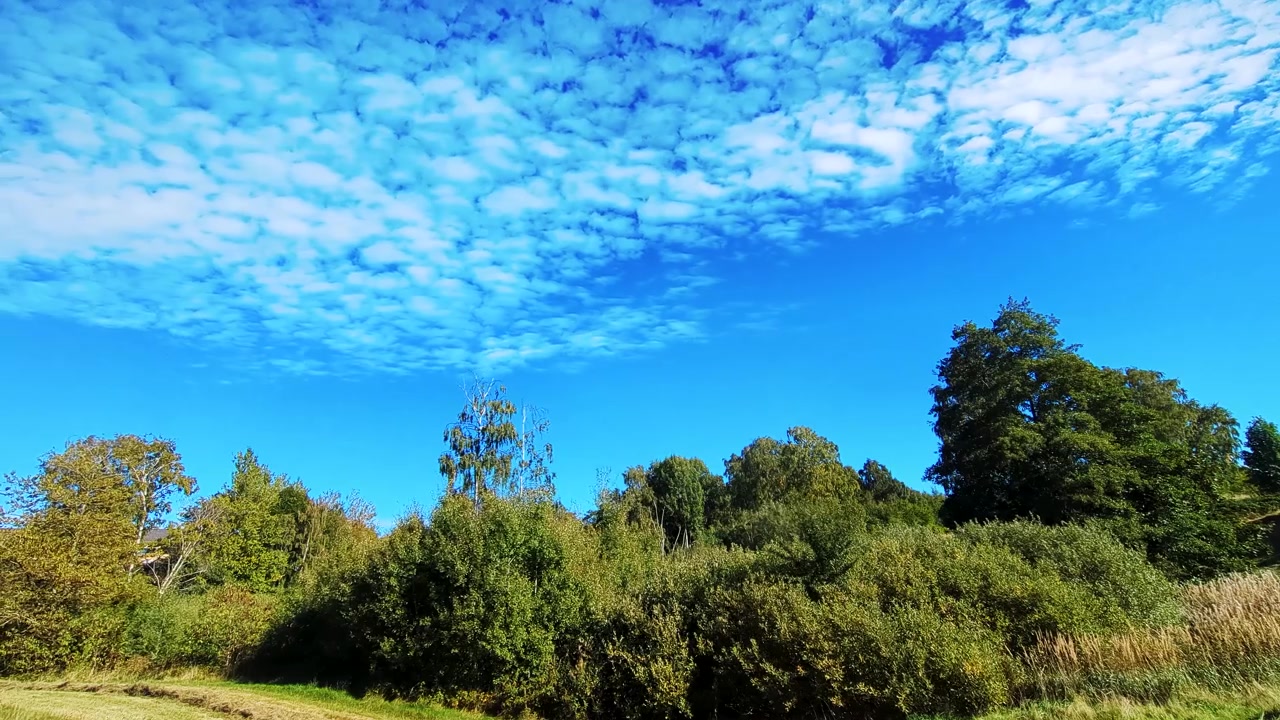 Fast-moving clouds drift over a fall meadow and tall birch trees in Denmark under a deep blue sky