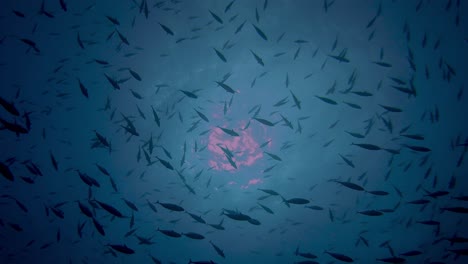 Schule-Des-Skipjack-Thunfischs-Von-Unten-Mit-Sonne-Auf-Der-Oberfläche