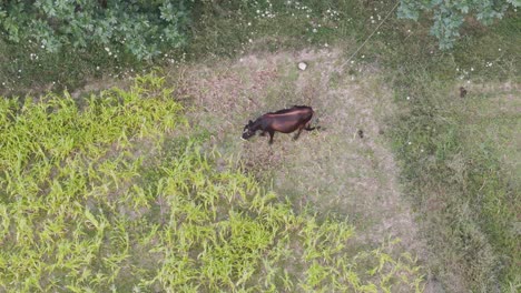 Aerial-descend-view-of-brown-dairy-cattle-graze-and-eat-plants-while-wag-tail