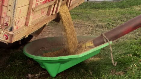 slomo de cebada que sale de la puerta final de una caja de camiones para ser lanzado a un contenedor