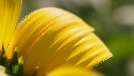 close-up of yellow flower petals