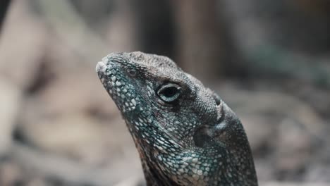 close up portrait of a blue crested lizard in the forest