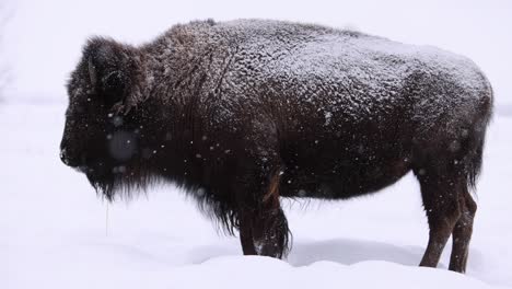 Bisonte-Parado-En-Una-Helada-Tormenta-De-Nieve