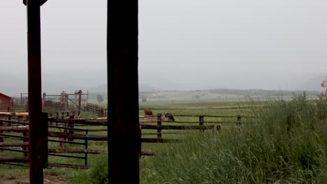 verano colorado pasto valla hierba soplando en el viento