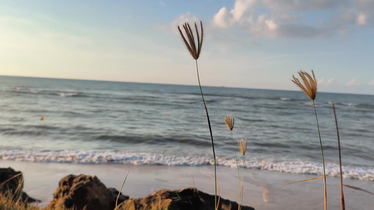 Capim selvagem balançando ao vento em uma praia tropical