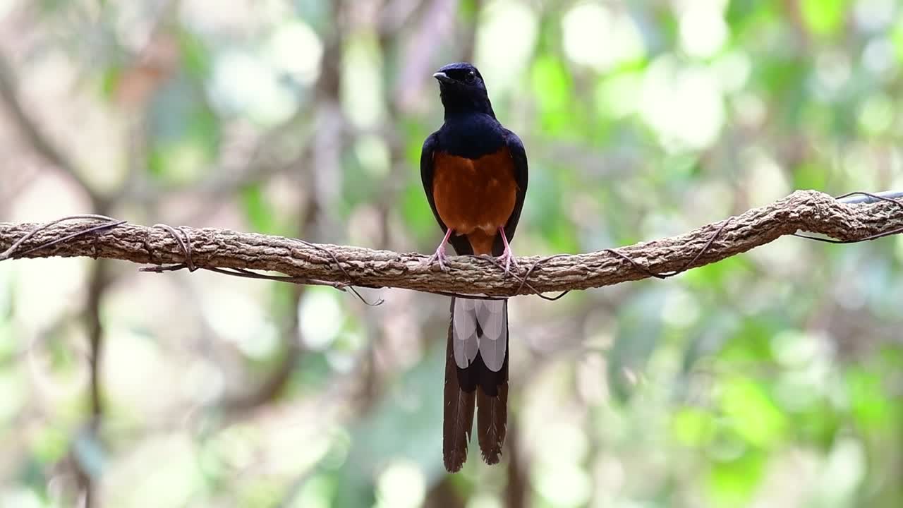 shama de rabadilla blanca encaramado en una vid con fondo bokeo del bosque, copsychus malabaricus, en cámara lenta