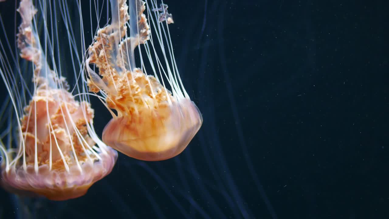 medusas en el acuario en verde oscuro
