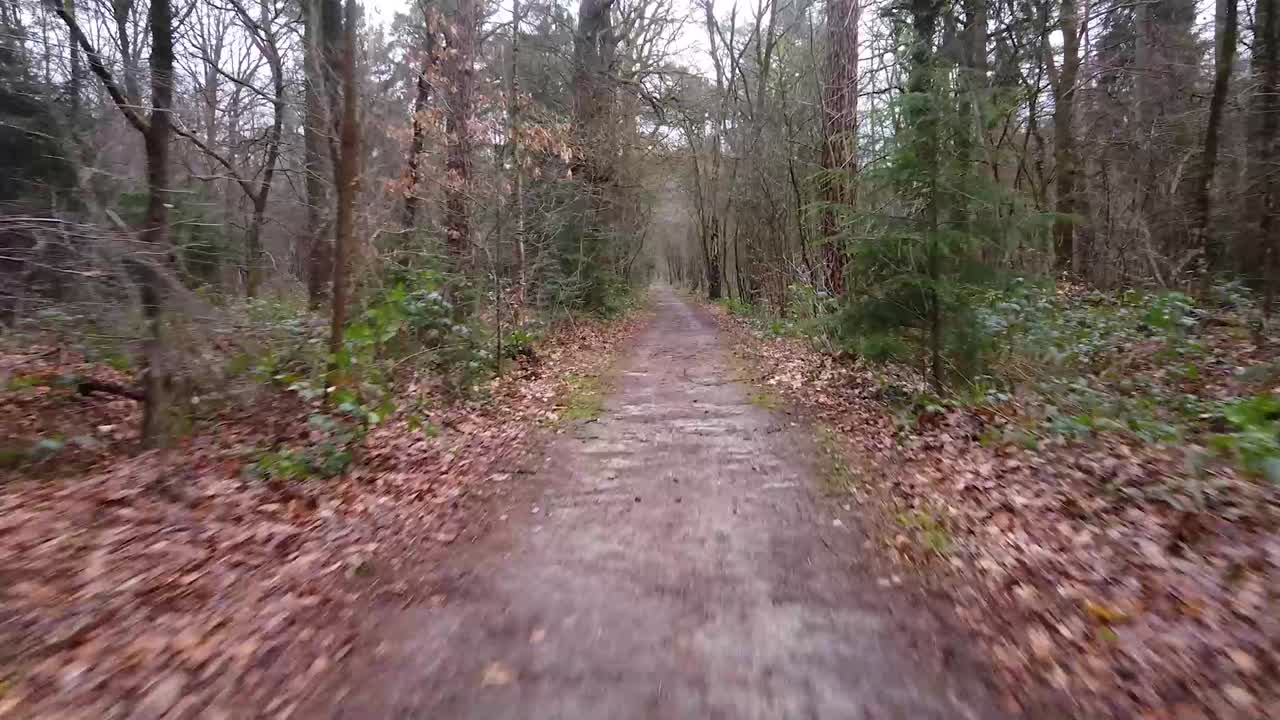 숲속의 산책로 샷