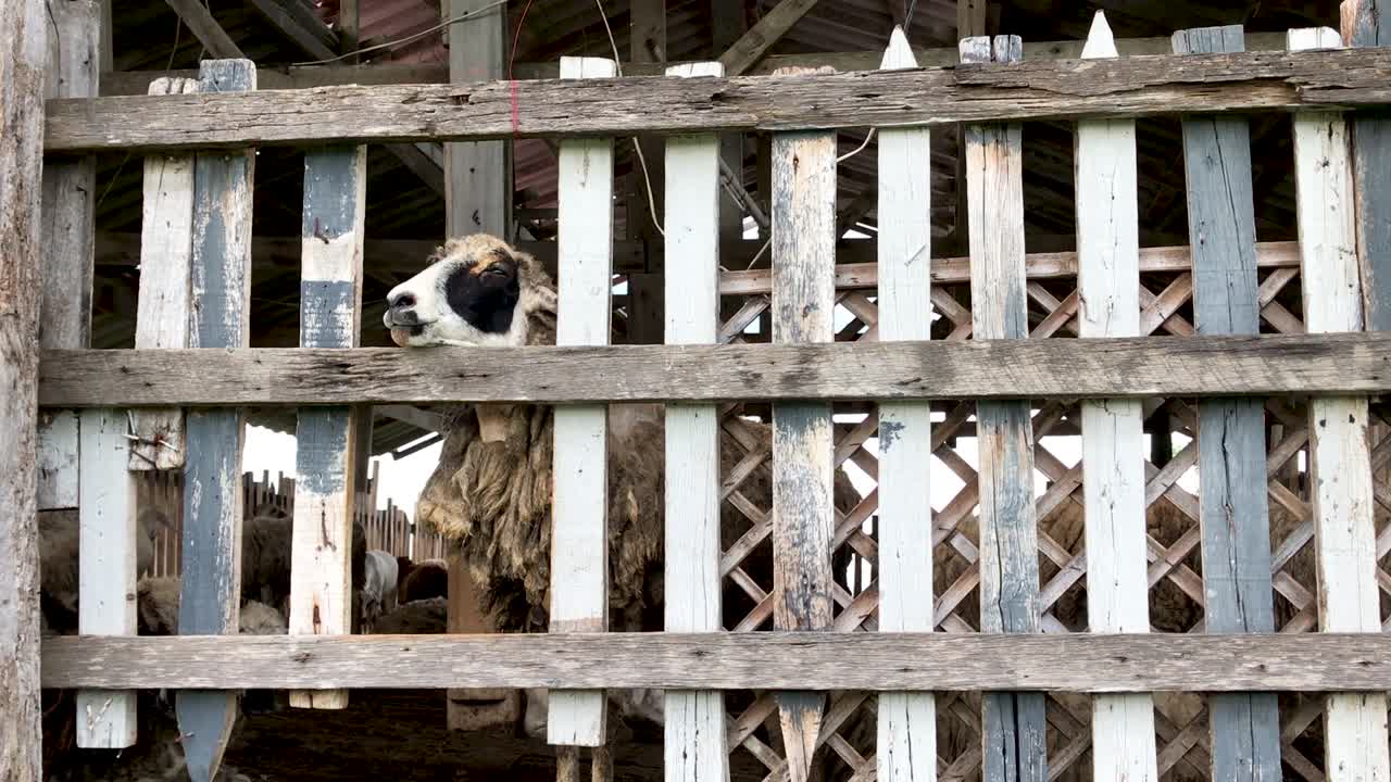 양 들 은 창고 에서 먹기 위해 기다리고 있다