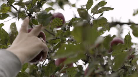 Recogiendo-Manzanas-Frescas