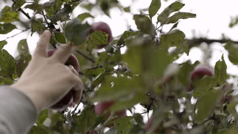 Gathering fresh apples