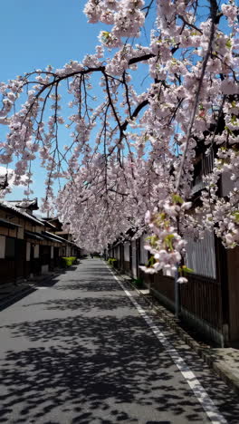 las flores de cerezo en un pueblo japonés