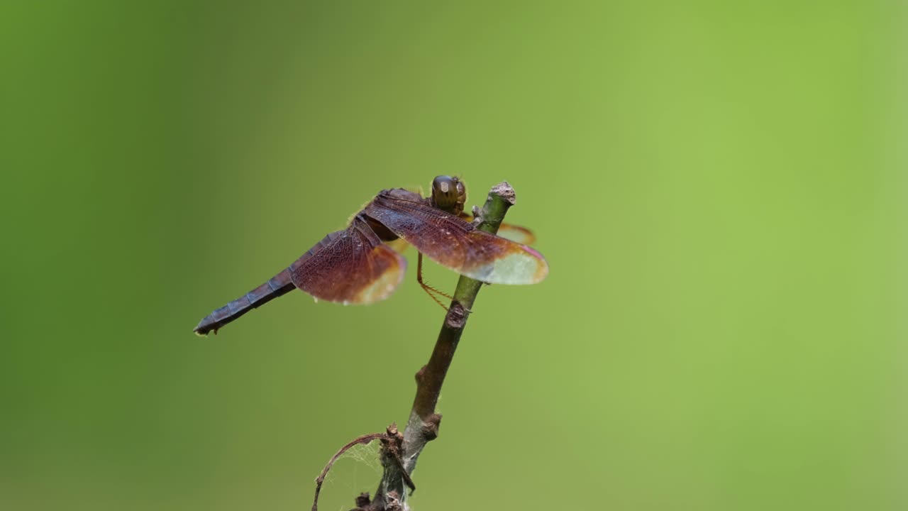 sombrilla común, neurothemis fluctuans