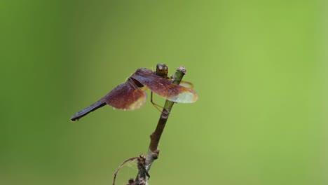 common parasol, neurothemis fluctuans