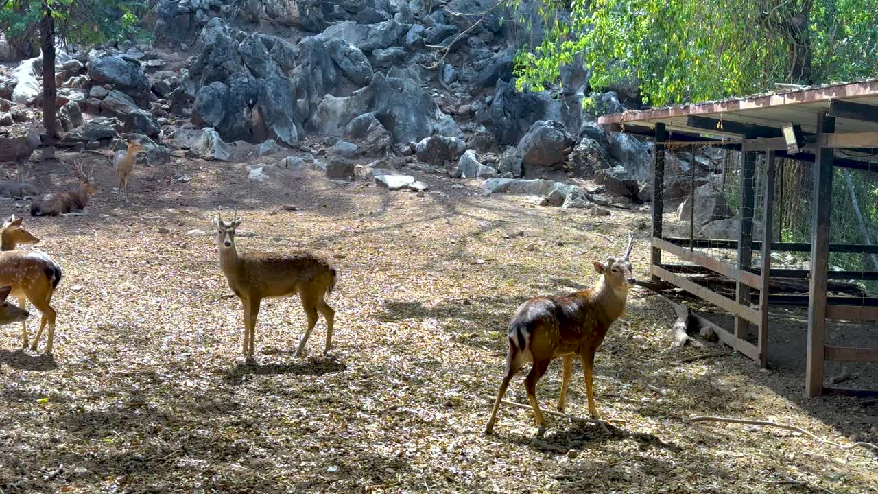 동물원 에서  을 탐사 하는 사 들