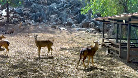 deer exploring their enclosure in a zoo setting