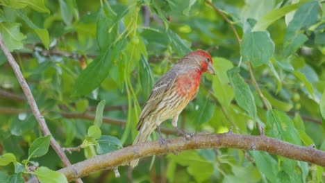 an adult male house finch perched on a tree looks around then hops off