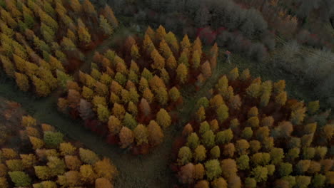 aerial footage: over the tree crowns in autumn, beautiful colors of the trees arranged in groups, selected groups