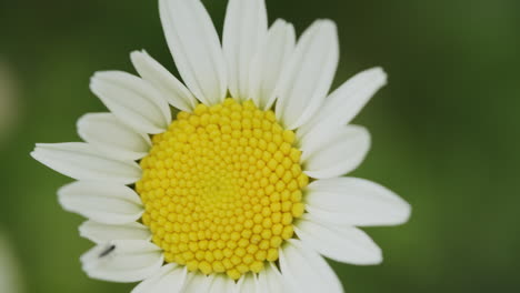 extreme close up shot of the blossom of a marguerite flower growing in a garden