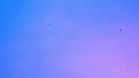 Swallows circle in the evening sky hunting for insects. A flock of birds rushes