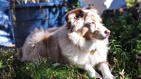 mini australian shephard dog laying in the grass and relaxing, then getting up and walking towards the camera when he is called