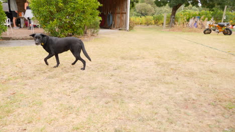 Schüchterner-Hund-Spielt-Im-Park-Apportieren