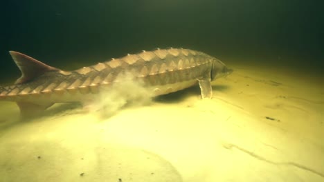 gulf sturgeon swimming