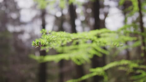 larch branches in spring forest