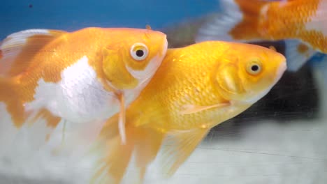 goldfish in an aquarium