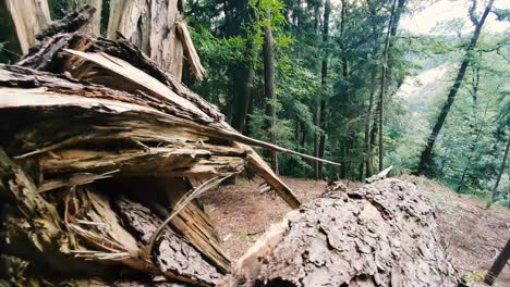 árbol-Caído-En-El-Bosque