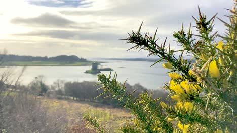 Gorse-bush-with-a-Scottish-castle-and-sunset